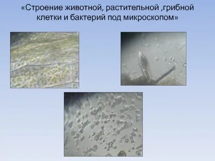 Клетка под микроскопом 5 класс биология