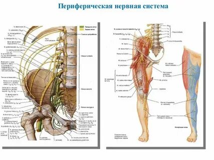 Периферические ткани это