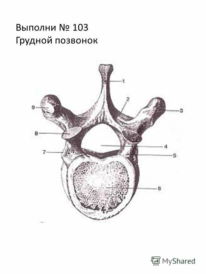 Строение позвонка рисунок. Грудной позвонок вид сверху и сбоку. 8 Грудной позвонок анатомия. Восьмой грудной позвонок строение. Грудной позвонок Синельников.