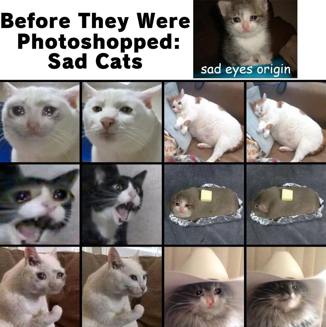Мемы про котят. Кот Мем. Коты мемы. Мемыв котиуки. Популярные мемы с котами.