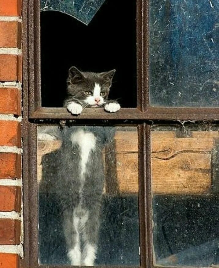Девушка грустит. Котик у окна. Девушка плачет у окна. Фотосессия возле окна. Котик у окна.