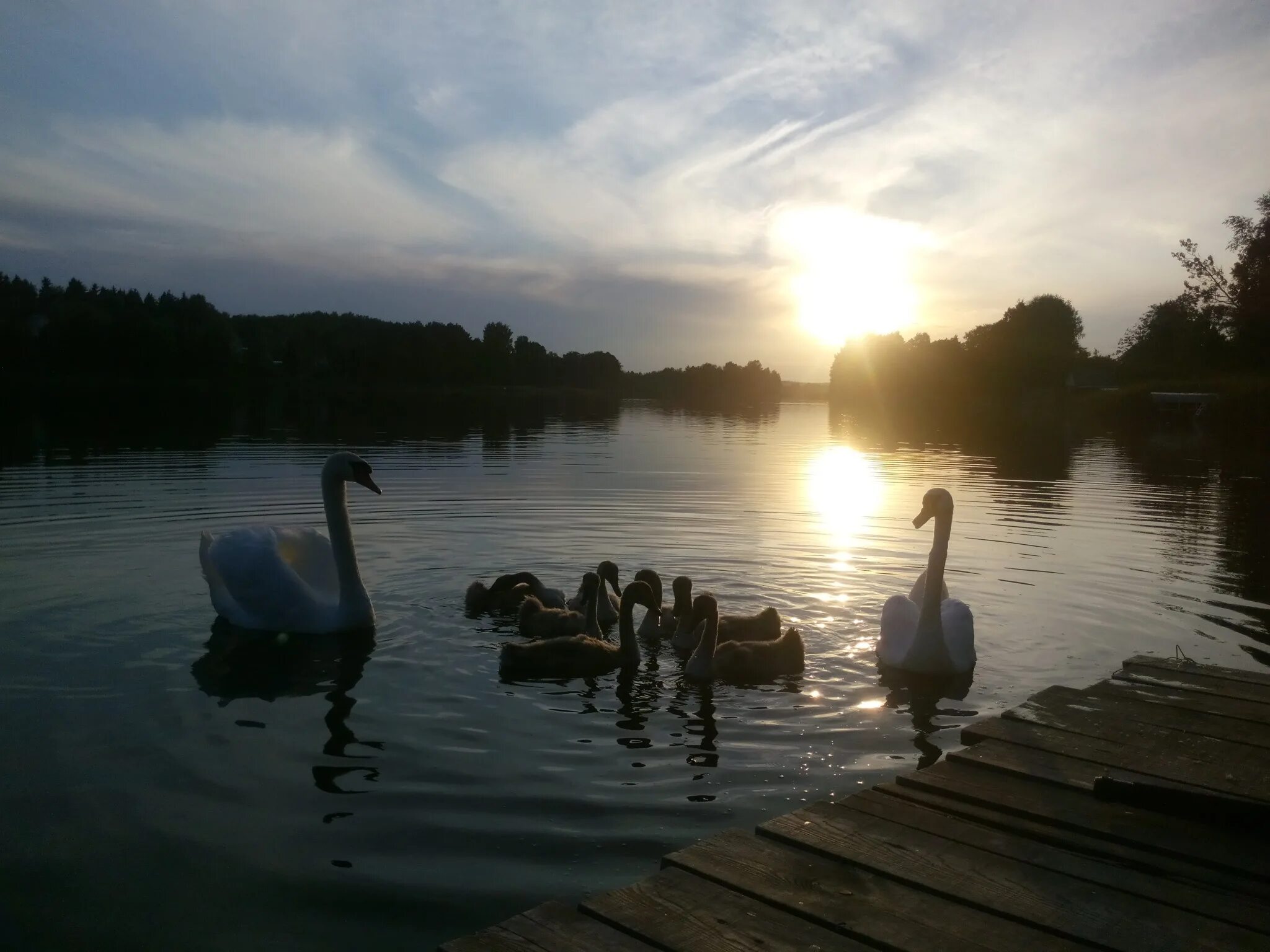 Озеро Лебединое Приозерский район. Лебеди в пруду. Лебеди на озере. Лебеди на озере вечером.