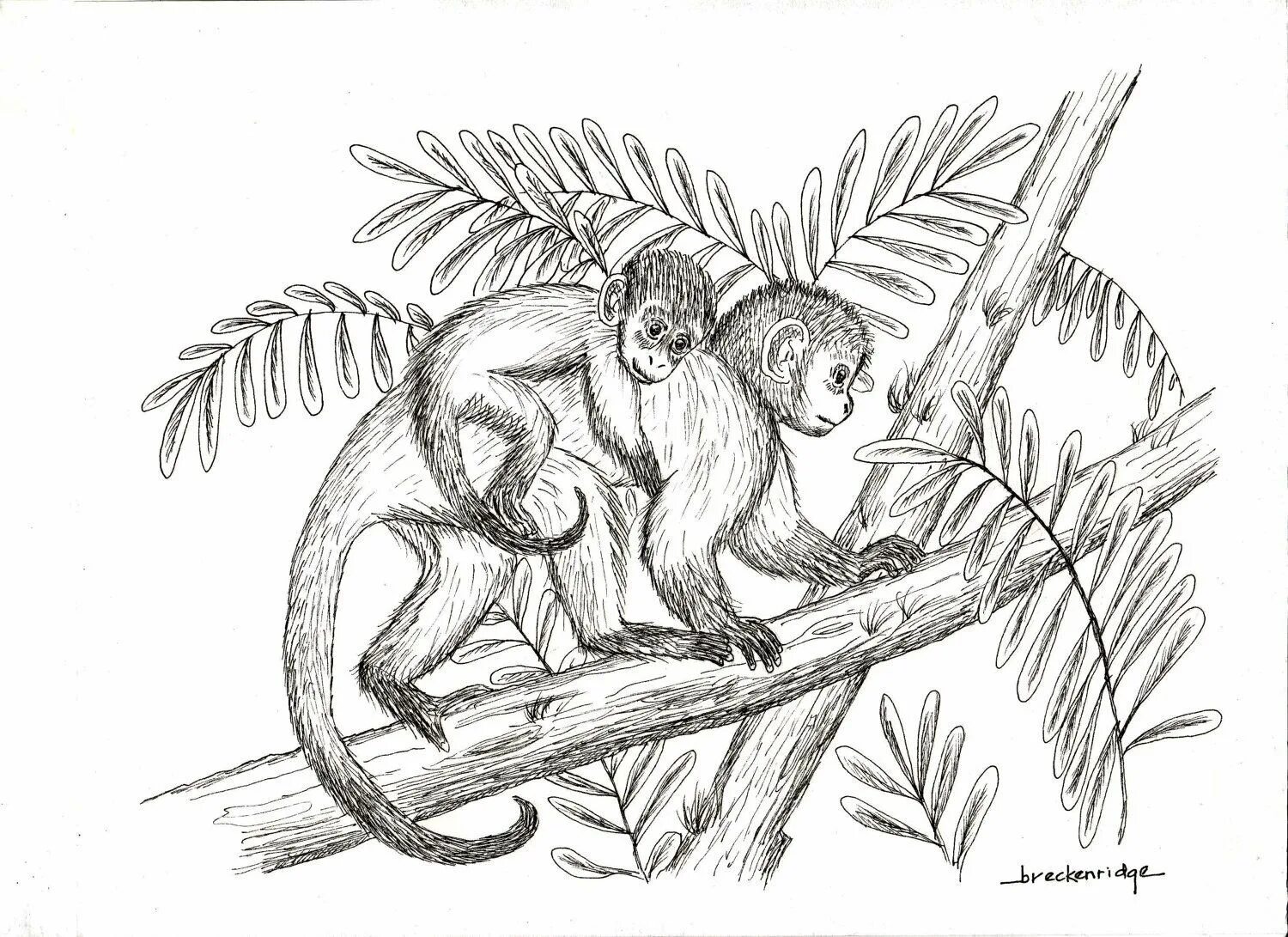 Обезьяна раскраска. Обезьяна карандашом. Рисунок обезьяны карандашом для срисовки. Обезьянка рисунок карандашом. Рисунок обезьяны карандашом