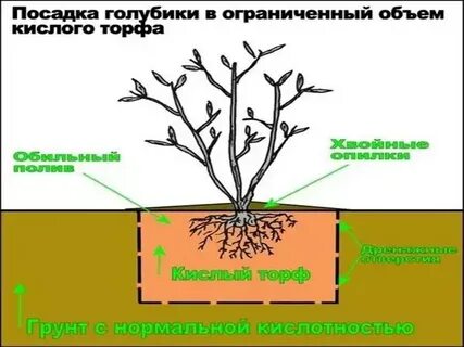 Расстояние посадки кустов голубики