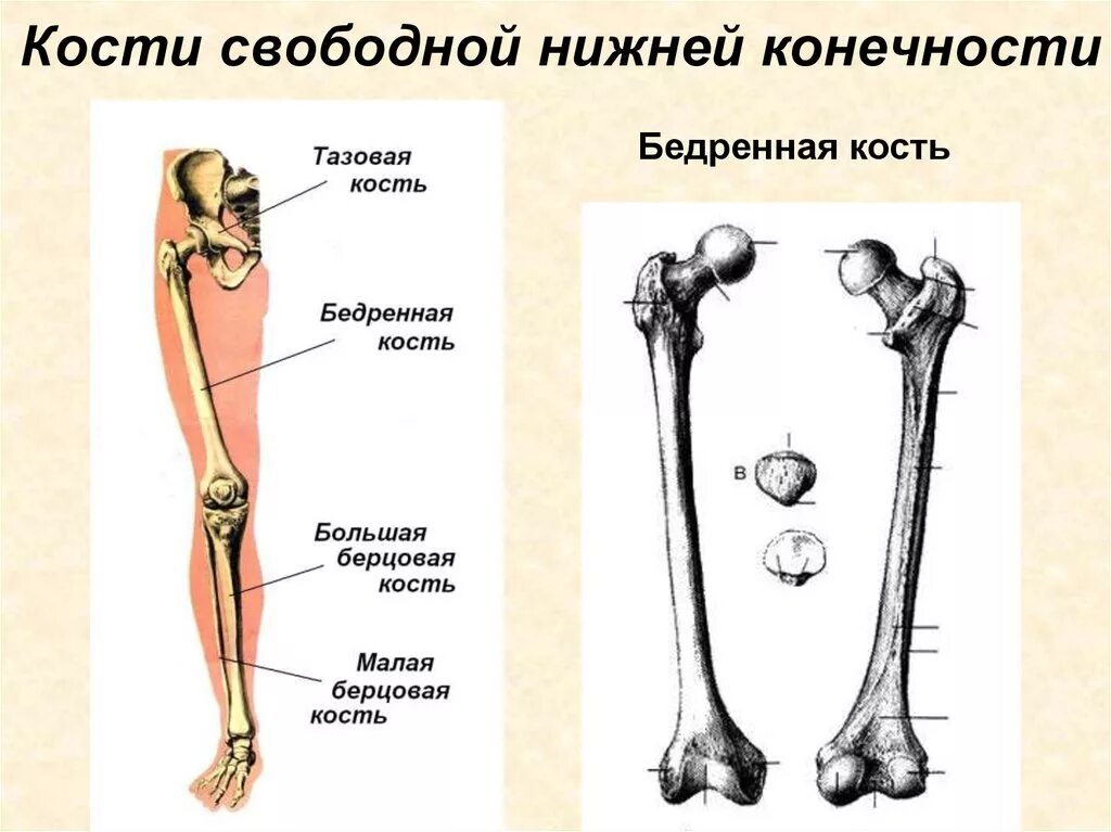 Нижние конечности являются. Кости свободной нижней конечности бедренная кость. Скелет нижней конечности бедренная. Кости скелета свободной нижней конечности. Кости свободного нижней кон.