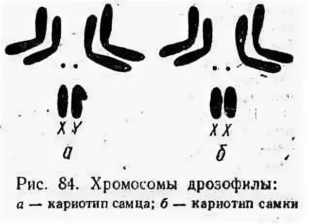 Кариотип дрозофилы или плодовой мушки. Хромосомный набор мушки дрозофилы. Хромосомный набор соматических и половых клеток дрозофилы. Половые хромосомы мухи дрозофилы. Отличие хромосомного набора самца от набора самки