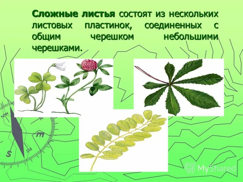 сложный лист имеет несколько листовых пластинок. классификация листов по жилкованию листьев. виды сложных листьев. листы простые и слогиные. сложный лист имеет несколько листовых пластинок.