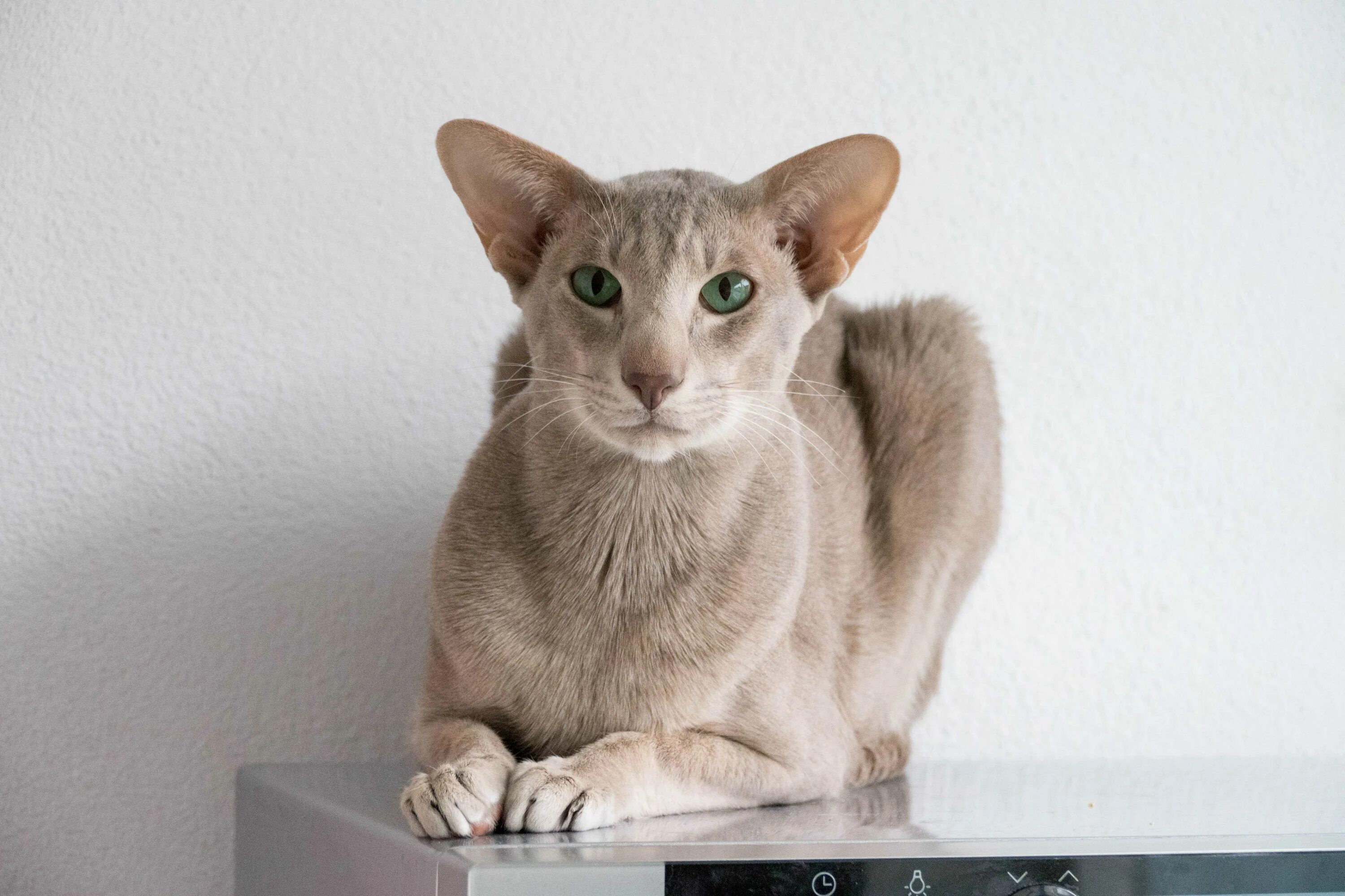 Ориентальная кошка. Ориентальная короткошерстная кошка. Сиамо-ориентальные кошки. Ушастый кот порода Ориентал.