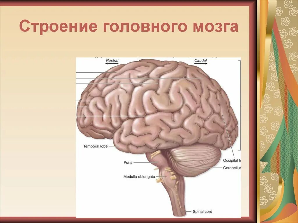 Головной мозг урок 8 класс. Строение человеческого мозга. Рис 80 структуры головного мозга. Строение мозга человека анатомия. Рис 80 отделы головного мозга.