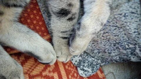 Кот хромает на заднюю