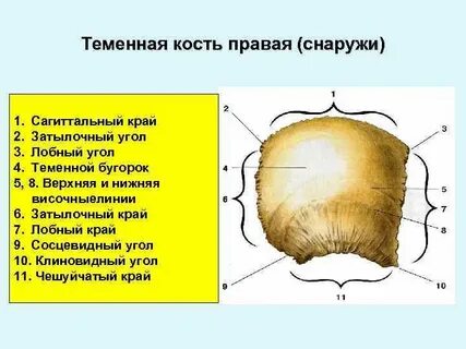 Костный край