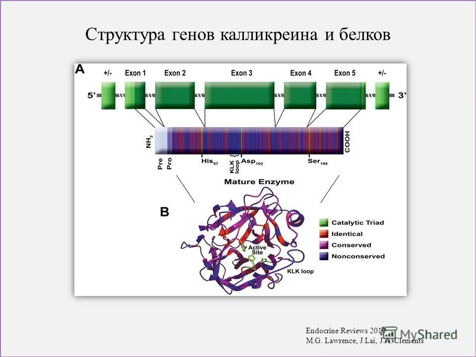 Структурное строение гена. Структурное строение гена
