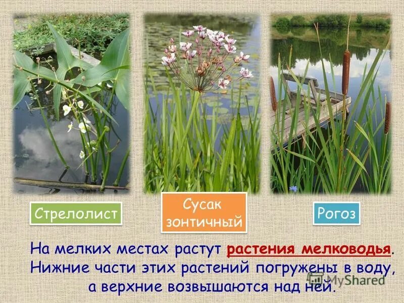 дербенник плакун. эфедра двухколосковая. лесная растительность. черемша таежная. растения в этих местах растут.