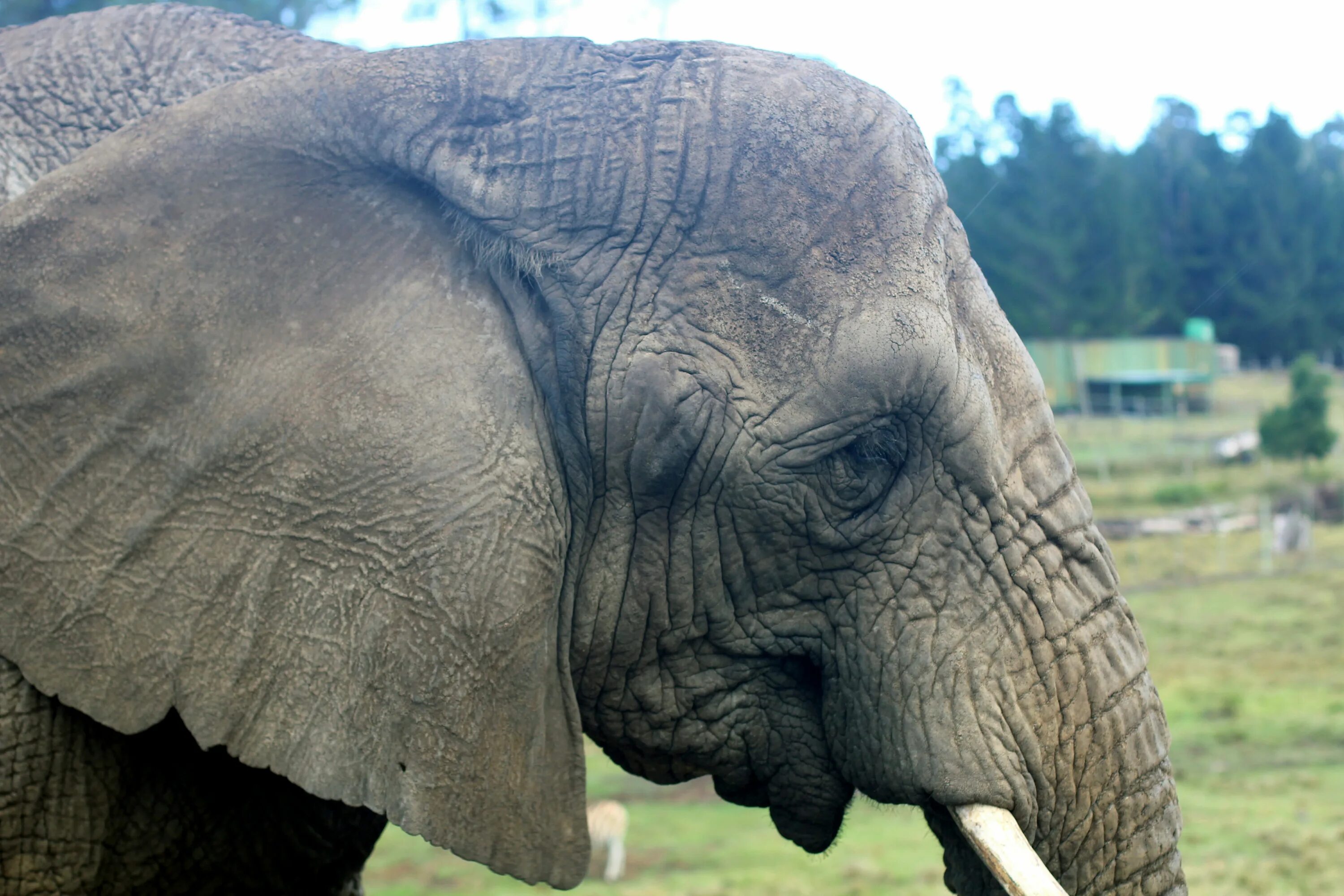 Слоновье ухо. Слон. Морда слона. Голова слона. Слоновые уши