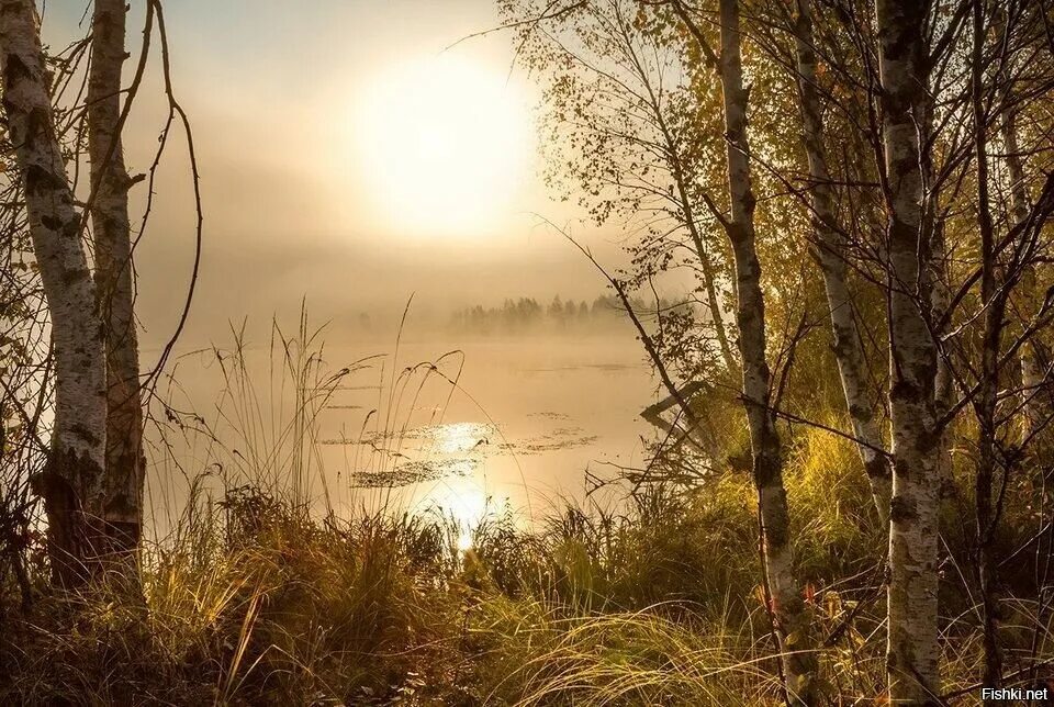Утро выдалось прохладное золотое. Пейзажи России. Утренний туман в лесу. Осенний рассвет. Утренний пейзаж.