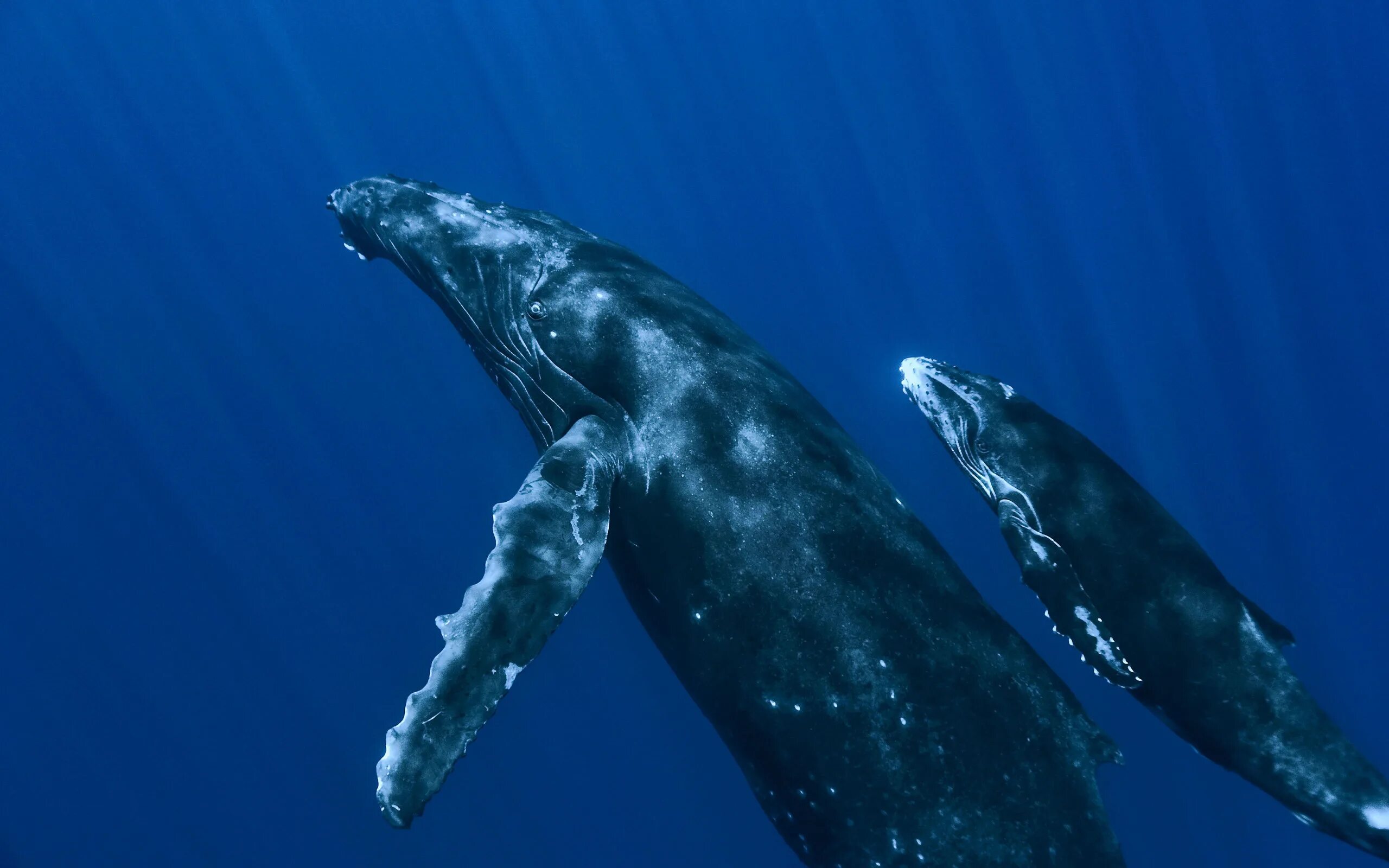 Китообразные горбатый кит. Горбач синий кит Кашалот. Кит-Горбач, или горбатый кит. Синий горбатый кит.