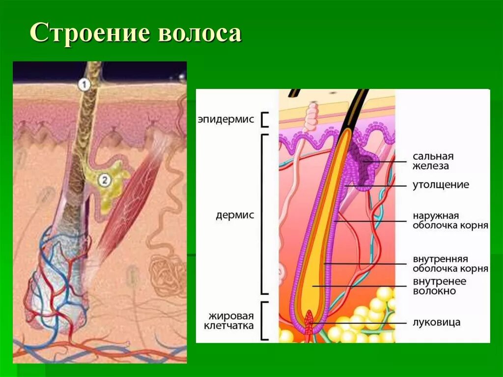 Что есть у волоса человека. Строение волоса. строение волоса человека. строение стержня волоса. структура волоса корень.