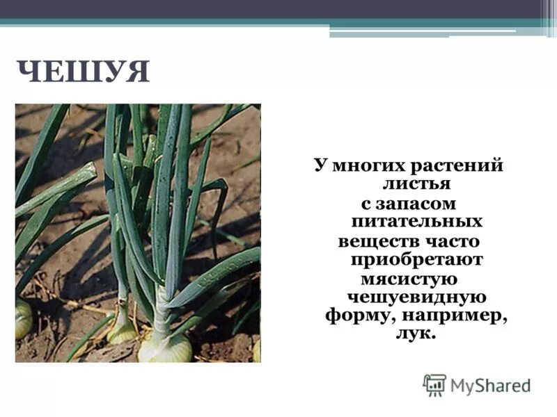 Метаморфозы листа чешуи луковицы. Какую функцию в луковице выполняют сочные чешуи листья. Функции чешуйчатых листьев луковицы. Функции чешуйчатых листьев луковицы. Функции чешуйчатых листьев луковицы.