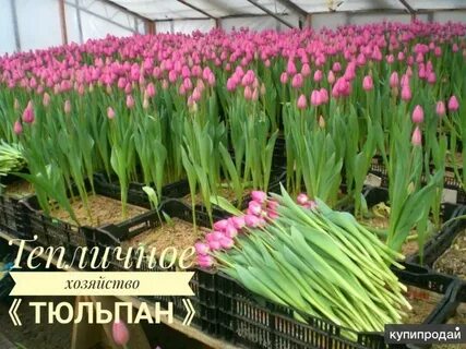 Тюльпаны благовещенск