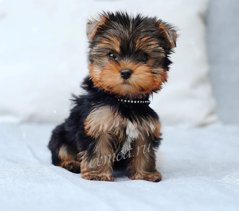 Невская орхидея порода собак. Карликовый пудель мальтипу. Собачка породы мальтипу. Вязка йоркширского терьера. Собаки мелких пород недорого в спб.