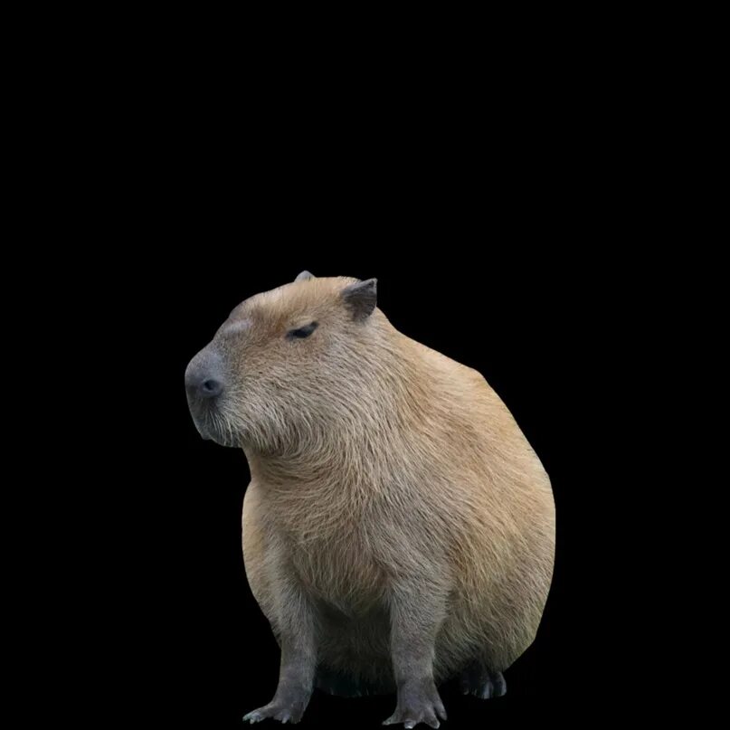 Литэнержи. Капибара. Капибара фото. Капибара okay i Pull up. I Pull up Capybara.