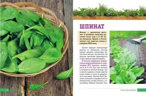 Зелень польза