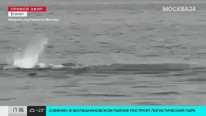 Египет акула напала в 2023. Большая белая акула нападение. Нападение акулы в хургаде 2023. Египет акула напала в 2023. Нападение акулы в египте в 2023.