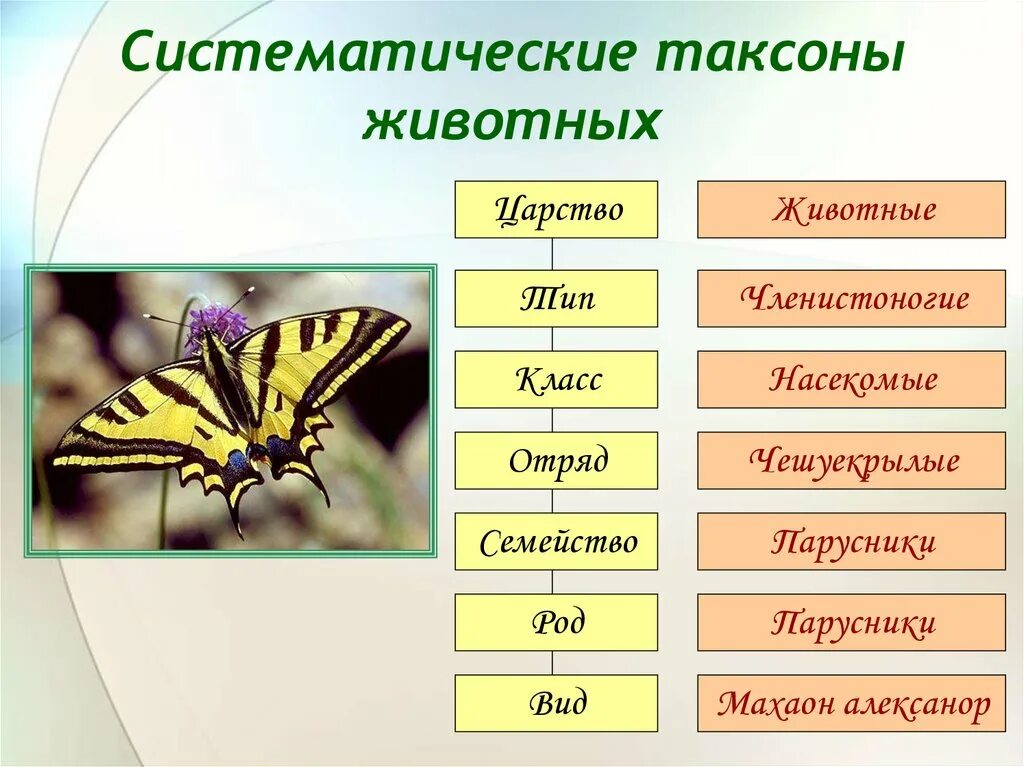 Животные царство тип класс отряд семейство. Систематика таксонов животных. Таксоны царство Тип класс отряд. Таксоны животных таблица. Царство Тип класс отряд вид саранчи.