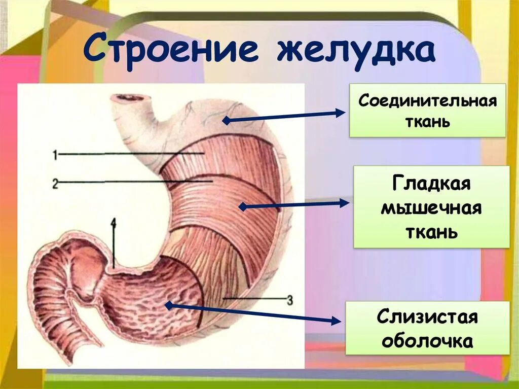 Наличие гладких мышц в стенках желудка. Строение стенки желудка анатомия. Желудок строение анатомия переваривание. Строение внутреннего слоя желудка.