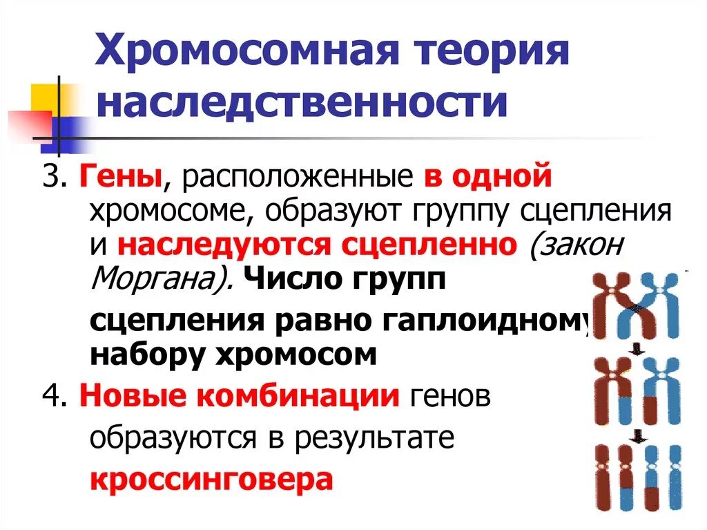 Учение о наследственных. 10 Кл биология хромосомная теория наследственности. Хромосомная теория наследования. Хромосомная теория наследственности сцепленное наследование генов.