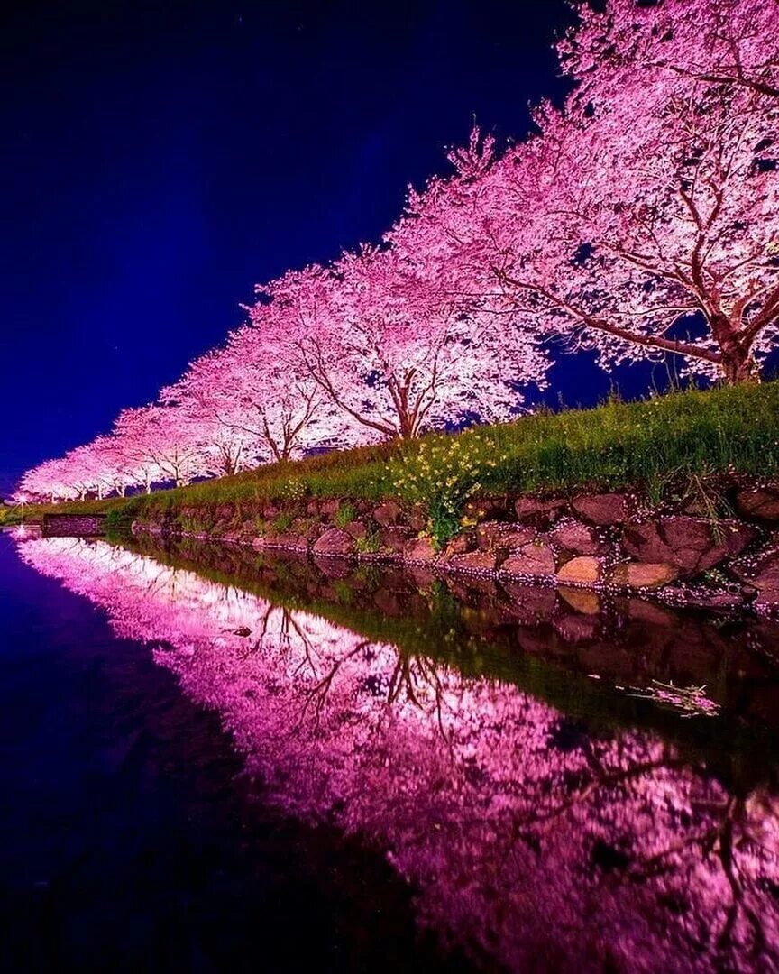 Пр е красный. Сакура черри блоссом. Черри блоссом цветет. Цветение Сакуры в Японии фото. Сакура Япония вишня.