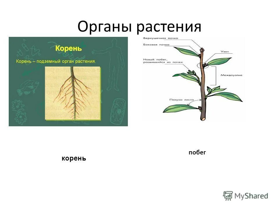 Корни есть листьев нет. Корень и побег. Побег орган растения. Строение корня и побега. Корень строение орган растения.