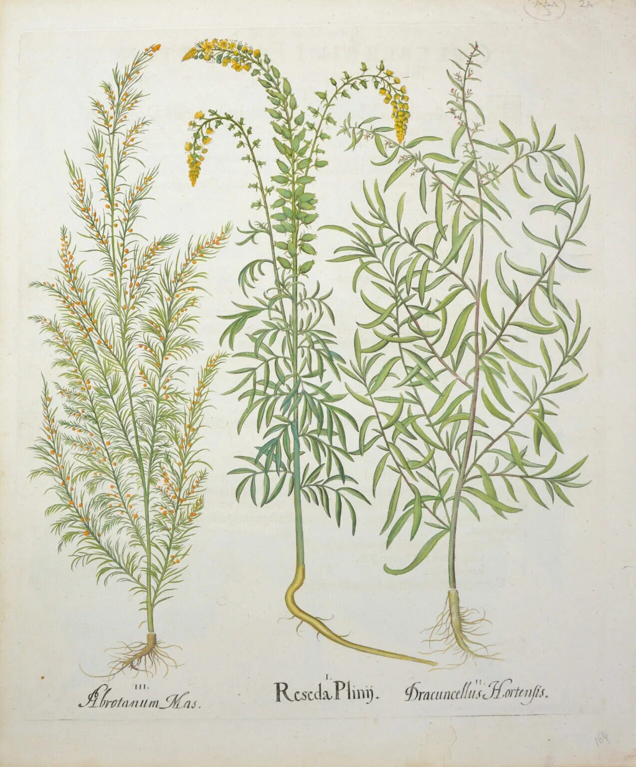 полынь сворованная для драконов. драконьи горы неверленд. полынь сворованная для драконов. полынь 3д. полынь дзевановского.