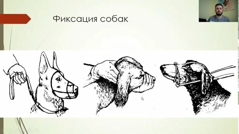 Закрепление животных. Фиксация животных ветеринария. фиксация морды собаки.