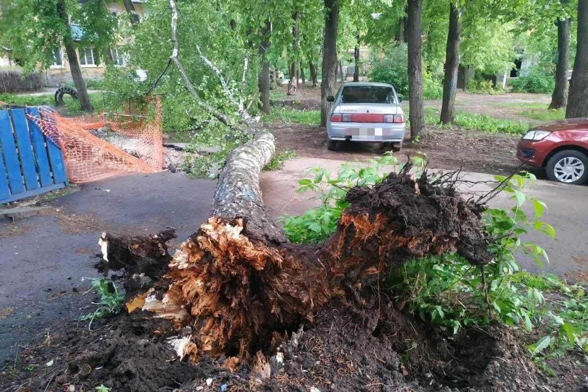 Упала на березку. Упавшее дерево. Упавшее дерево во дворе. ПОГИБАЮЩЕЕ дерево.