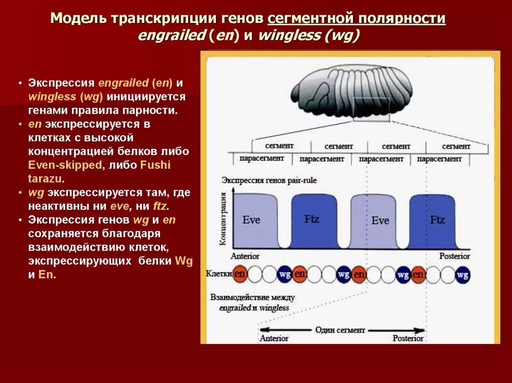 Hen транскрипция. Транскрипция модель. Ген сегментарной полярности. Транскрипция Гена. Сегментные гены это.