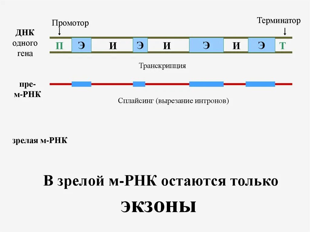 Строение эукариотического Гена промотор 5 Лидер экзоны. Структура Гена транскрипция. Транскрипция промотор. Строение зрелой МРНК.