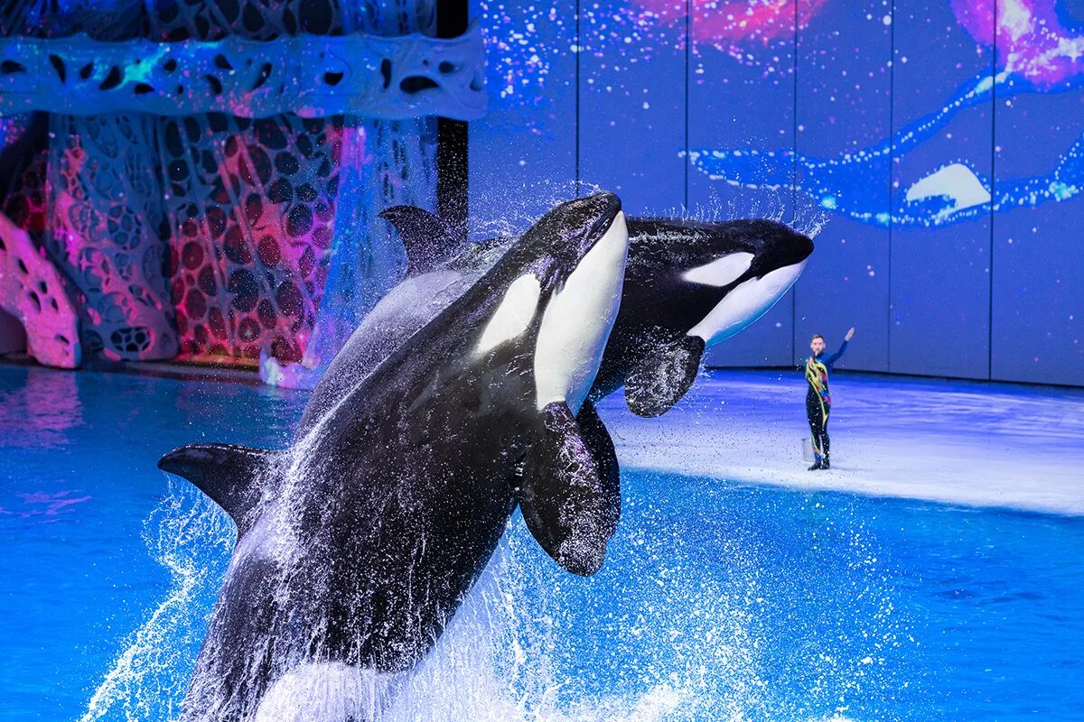 москвариум на вднх морская симфония. москвариум симфония. шоу морская симфония москвариум. москвариум симфония. москвариум симфонический оркестр.