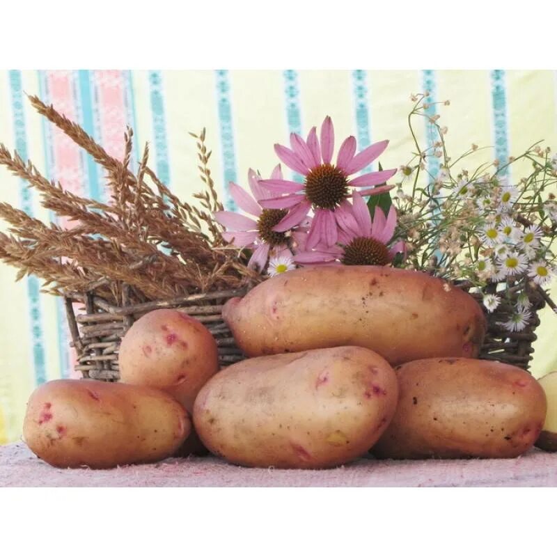 Разваривающиеся сорта картофеля. Картофель сорт бородянский. инноватор сорт картофеля. сорт картофеля барон. картофель сорта повелитель просторов.