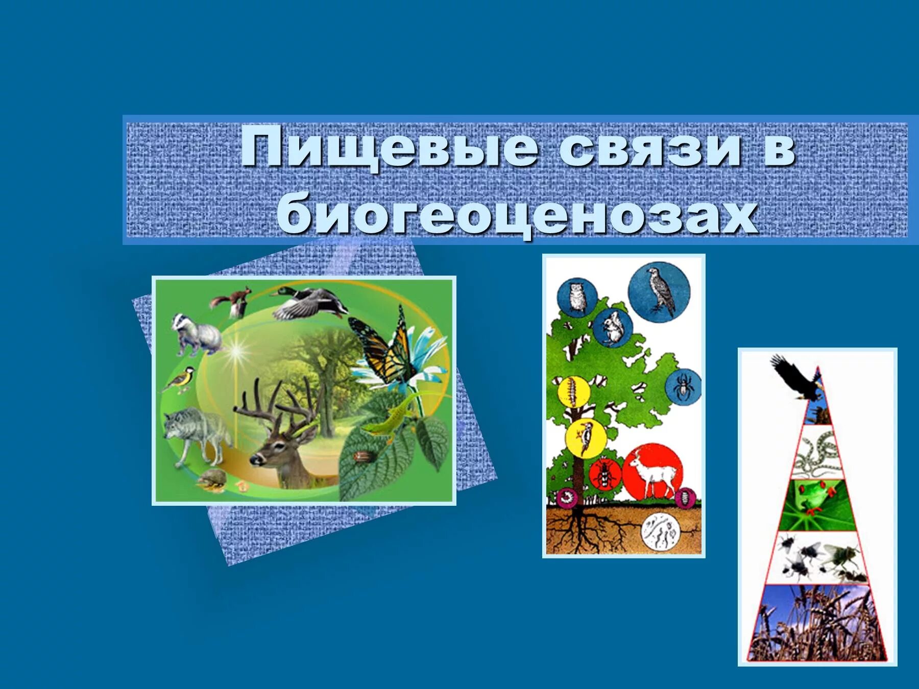 Презентация пищевые связи в экосистеме 11 класс. Экология сообществ и экосистем. Сообщество это в экологии. 4. Экология сообществ и экосистем. Биогеоценоз.