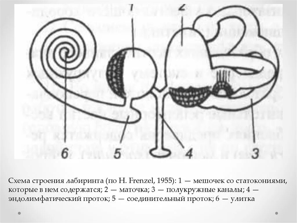 Строение вестибулярного аппарата схема. Схема вестибулярного анализатора. Вестибулярный аппарат строение анатомия. Схема периферического отдела вестибулярного анализатора.