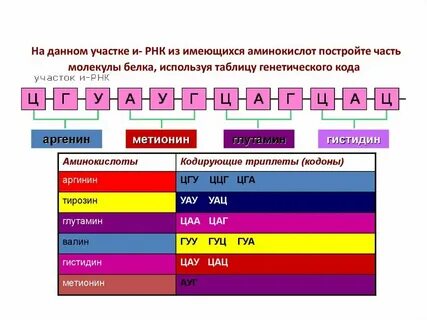Сколько ирнк кодируют 20 аминокислот