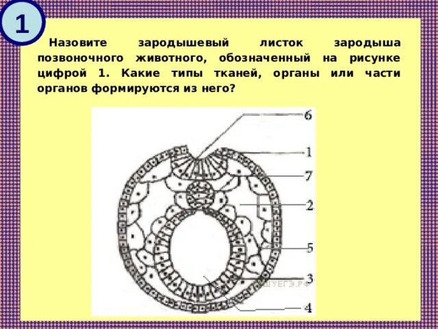 Какая ткань обозначена на рисунке