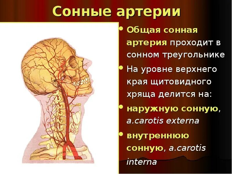 Общая Сонная артерия. Ветви общей сонной артерии. Общая Сонная артерия делится. Сонная артерия делится на уровне. Где находится общая сонная артерия