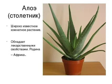 Внешние особенности алоэ