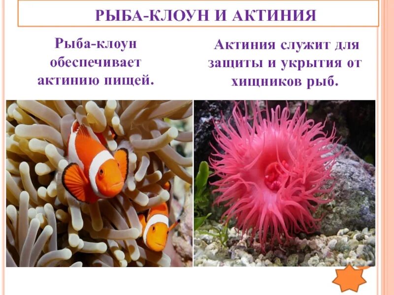 Отношения рыбы клоуна и актинии