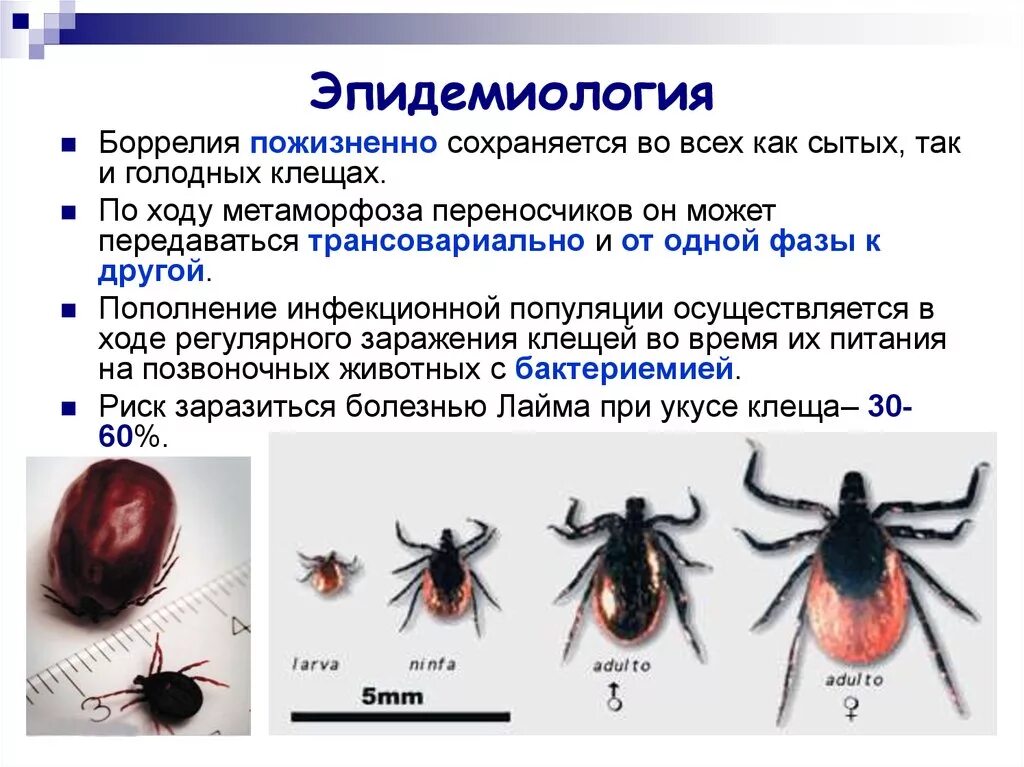 Является переносчиком клеща заболевание. Боррелиоз и клещевой энцефалит. Переносчики инфекции клещевой боррелиоз. Клещевой боррелиоз переносчик.