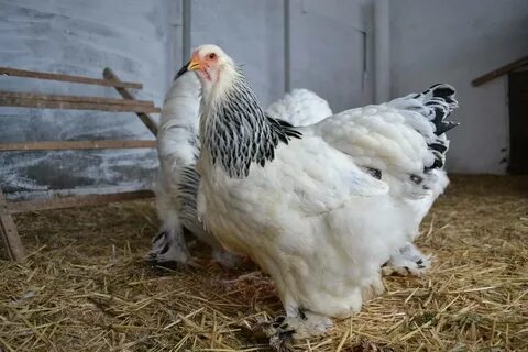Брама светлая