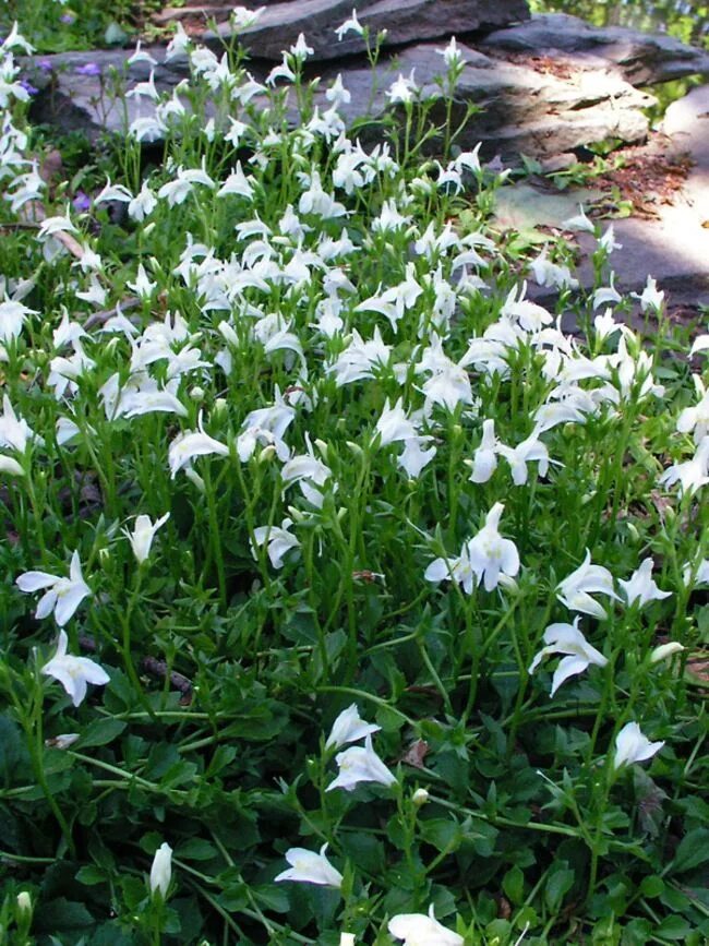 Мазус ползучий. Мазус Альбус. Мазус ползучий Albus. Мазус ползучий (mazus reptans). Мазус ползучий купить семена