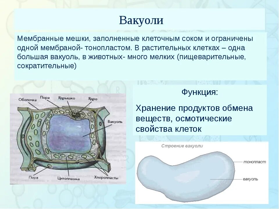 Вакуоль живой клетки